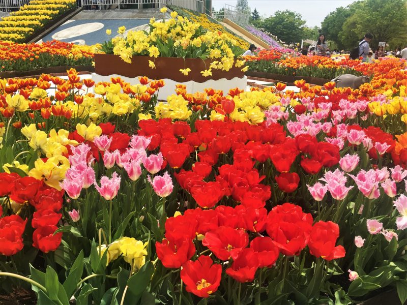 เทศกาลดอกทิวลิป