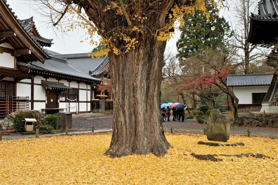 วัดเอโฮจิ ขุมทรัพย์ฤดูใบไม้ร่วง