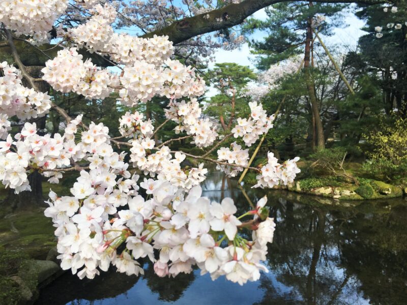 ชมดอกซากุระในสวนที่สวยที่สุดในญี่ปุ่น!