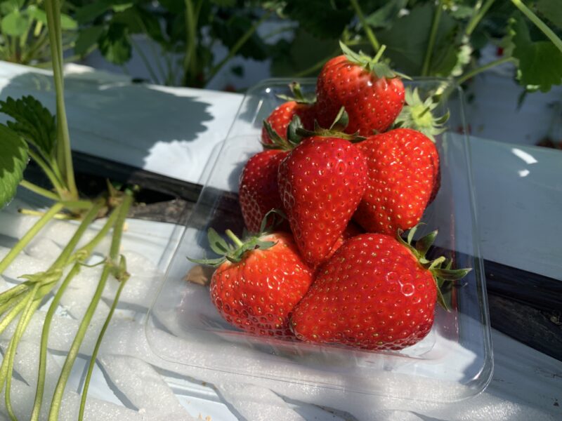 สตรอว์เบอร์รี่โทจิโอโตเมะ