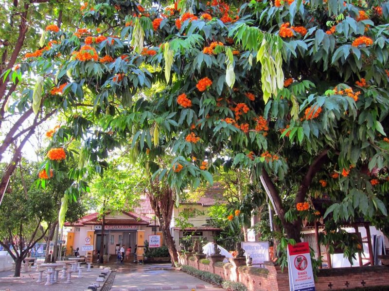 タイの路地裏に咲く花たち