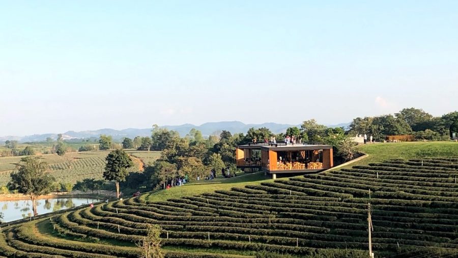 茶畑の中の絶景カフェ