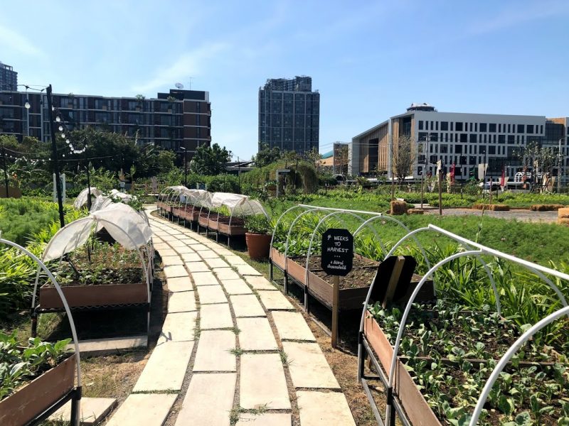 バンコク都心で収穫体験