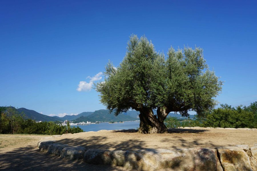 เส้นทางสายมะกอกบนเกาะโชโดะชิมะ