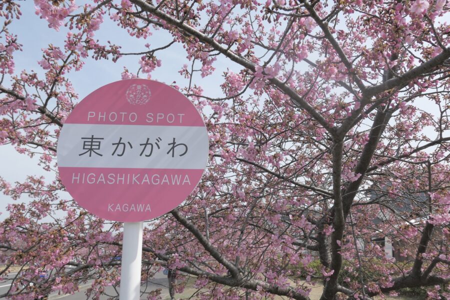 ซากุระแรก