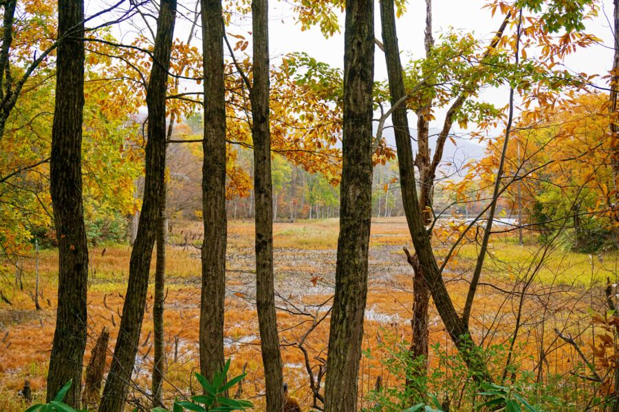 ใบไม้เปลี่ยนสีที่พื้นที่ชุ่มน้ำยาโนะฮาระชิสึเก็น