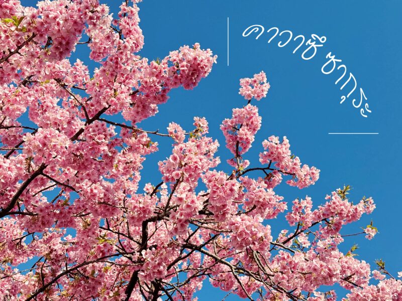 ชมซากุระก่อนใคร กับ “คาวาซึ ซากุระ”