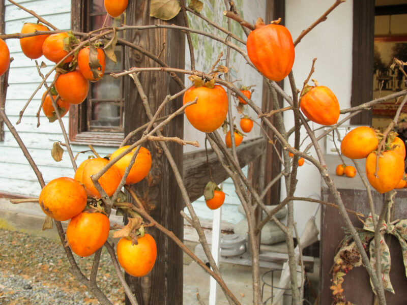 ทริปเที่ยวชมต้นพลับ และตามล่าหาลูกพลับตากแห้ง