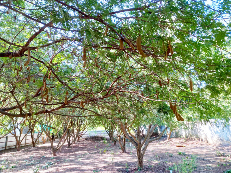 ペッチャブーンの名物「マカーム」