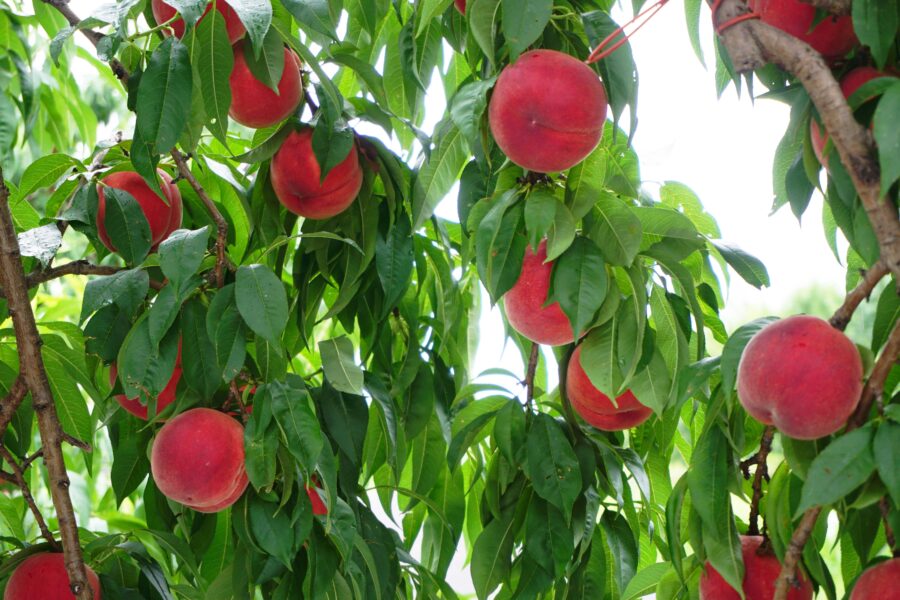 สัญลักษณ์แห่งฤดูร้อนของฟุกุชิมะ