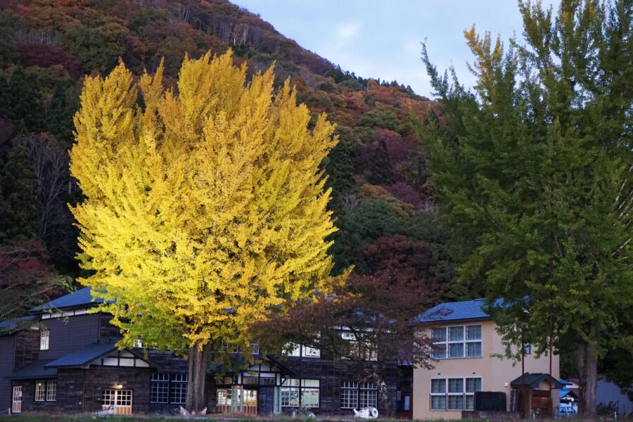 อดีตโรงเรียนประถมและต้นแปะก๊วยยักษ์